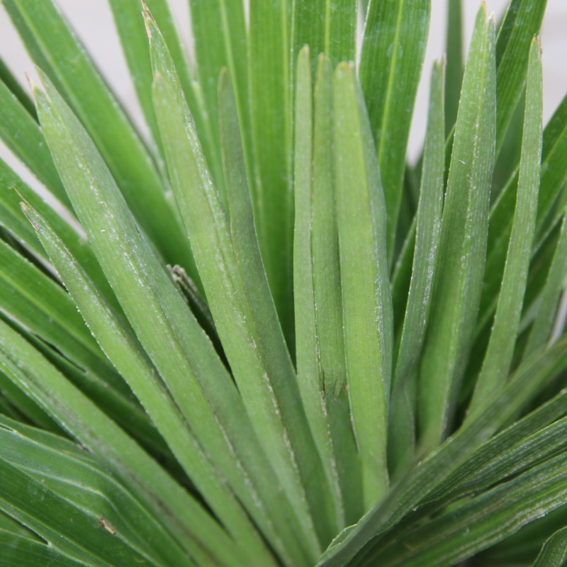 Žumara nízká Compacta květináč 6 litrů-0