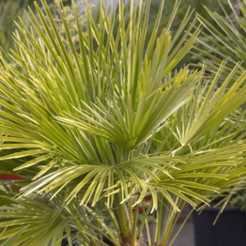 Nádobové květiny - Žumara nízká 'Compacta' vícekmen, 15 litrů