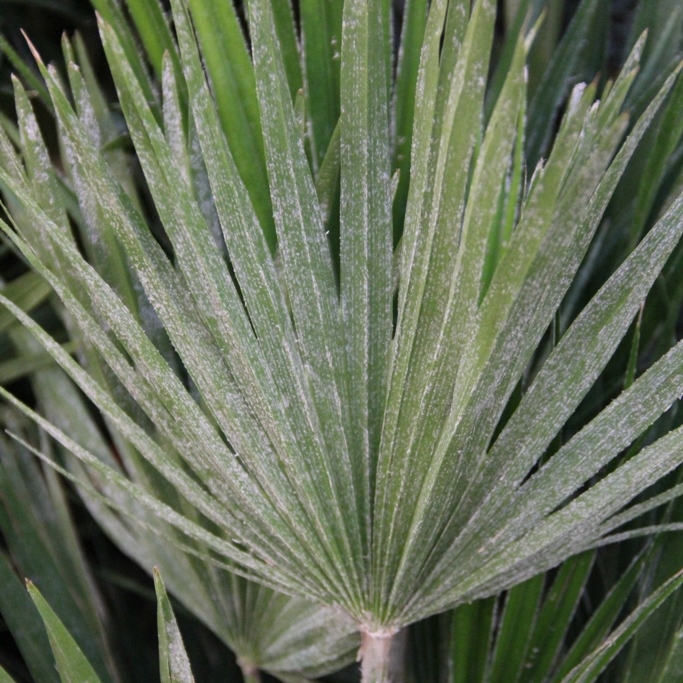 Nádobové květiny - Žumara nízká Vulcano 35l květináč