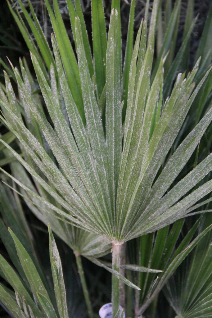 Žumara nízká Vulcano 35l květináč-0