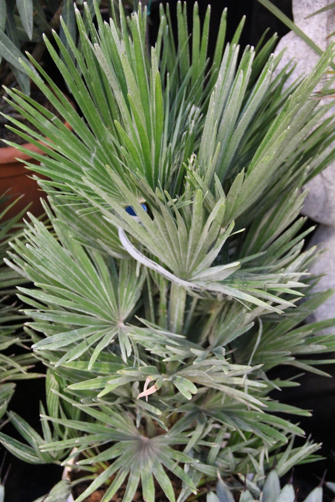 Žumara nízká Vulcano 35l květináč-1