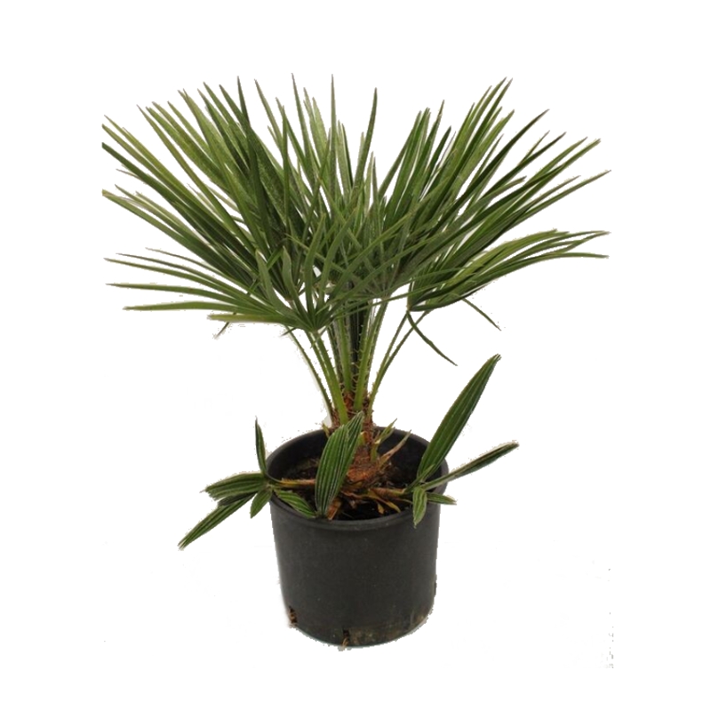 Nádobové květiny - Žumara nízká výška 90cm, květináč 22cm