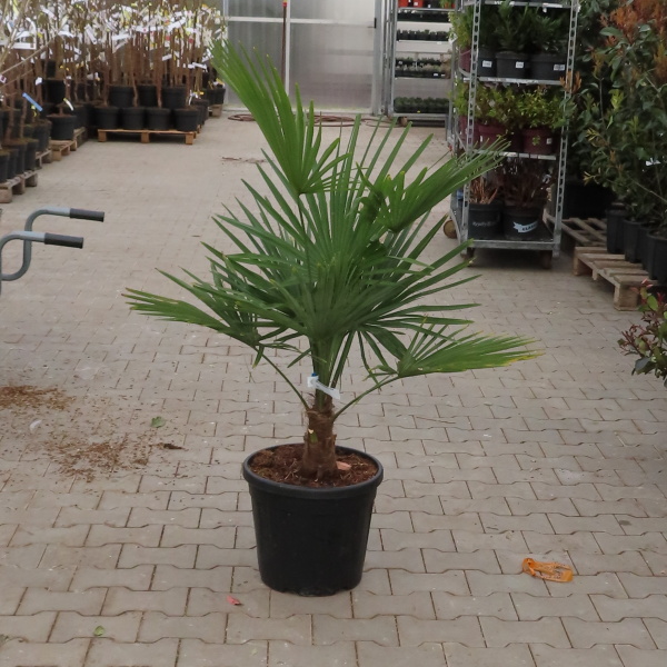 Žumara ztepilá 20 litrů, 80/100cm-0