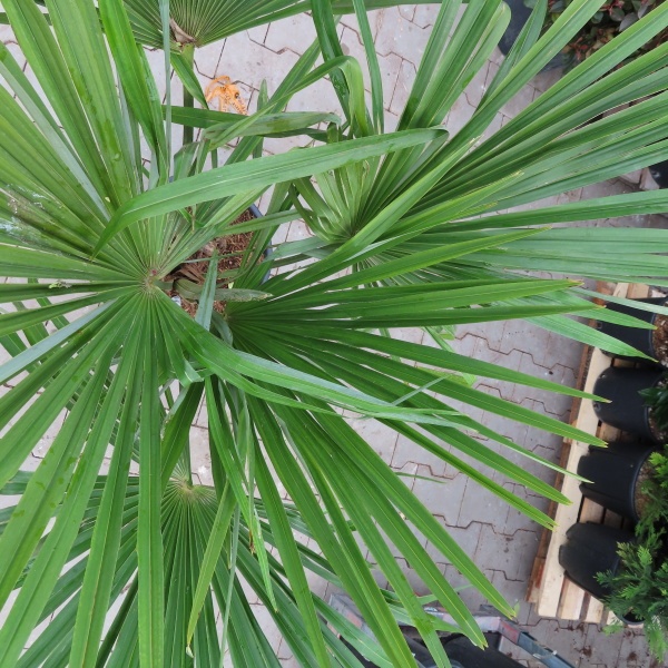 Nádobové květiny - Žumara ztepilá kmínek 30cm, 20 litrů