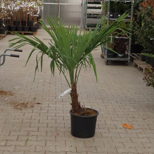 Žumara ztepilá kmínek 30cm, 20 litrů-0