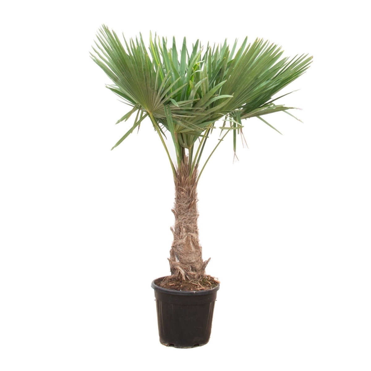 Nádobové květiny - Žumara ztepilá kmínek 60/70cm, květináč 55 litrů