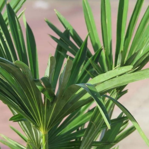 Nádobové květiny - Žumara ztepilá výška 60/80cm, květináč 15 litrů