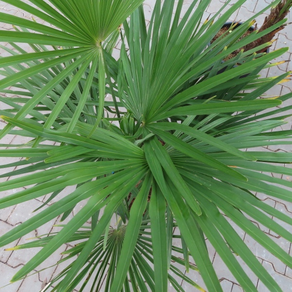 Nádobové květiny - Žumara ztepilá výška 80/100cm, květináč 20 litrů