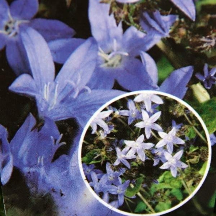 Skalničky - Zvonek dalmatský květináč 9cm