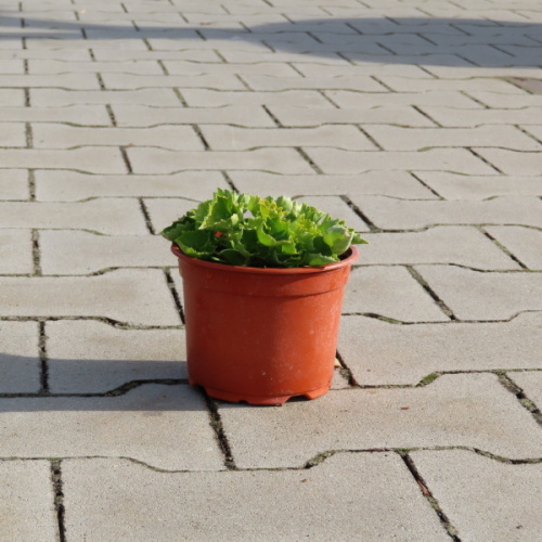 Skalničky - Zvonek 'Dickson's Gold' Květináč 12cm