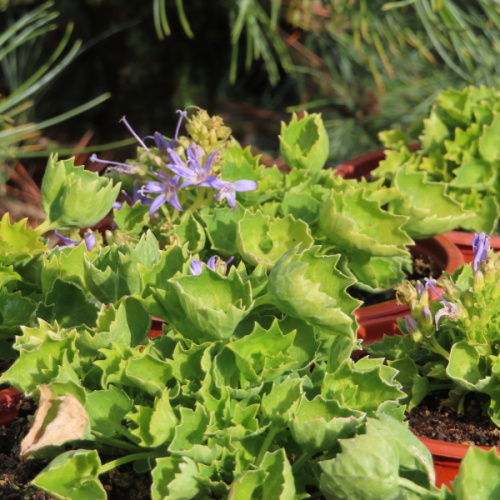 Zvonek 'Dickson's Gold' Květináč 12cm-0