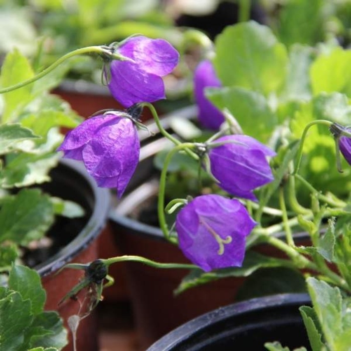 Skalničky - Zvonek 'G.F.Wilson' květináč 9cm