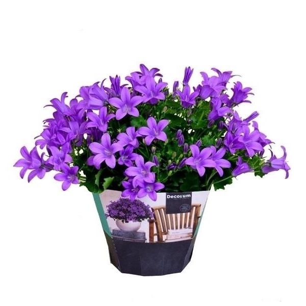 Kvetoucí pokojové rostliny - Zvonek Get Mee květináč 10,5cm