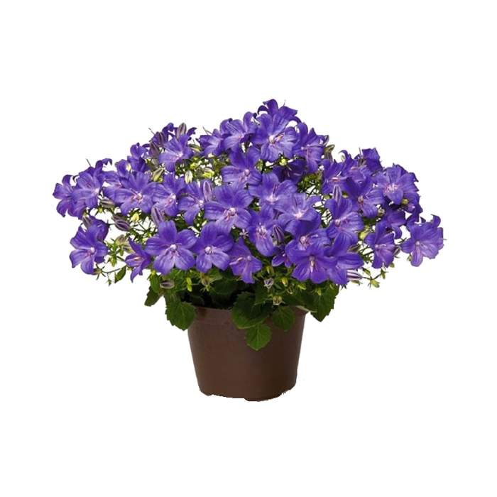 Kvetoucí pokojové rostliny - Zvonek 'Magic Mee' květináč 10,5cm