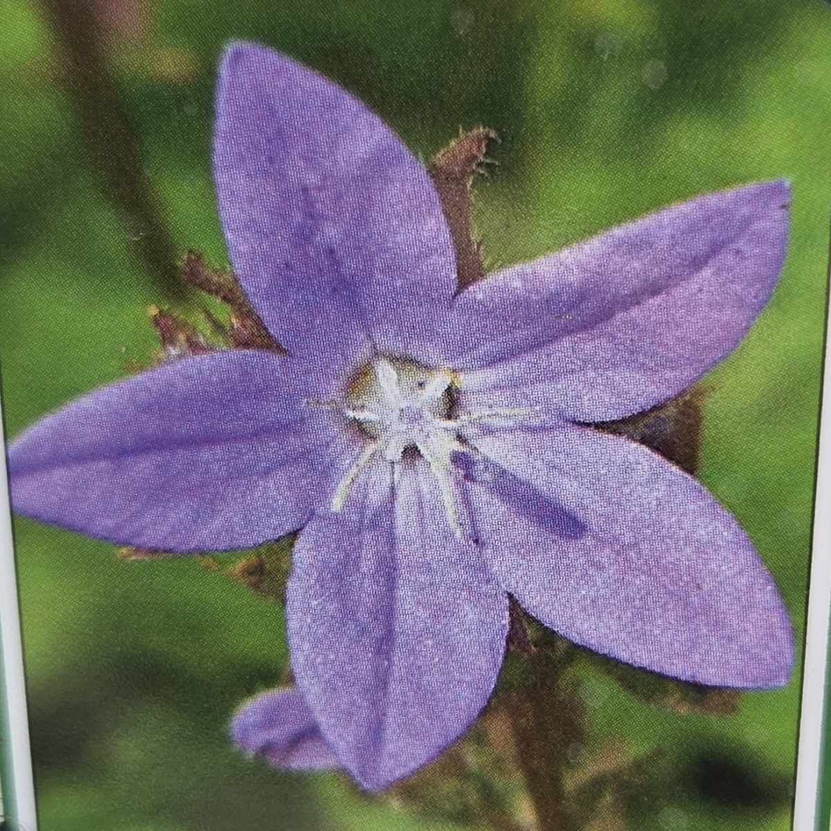 Skalničky - Zvonek Poscharkův Blue Rivulet květináč 9cm