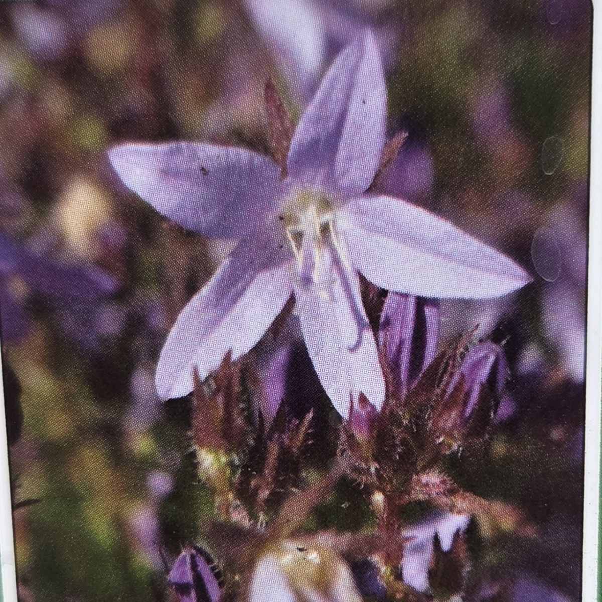 Skalničky - Zvonek Poscharkův Lisduggan květináč 9cm
