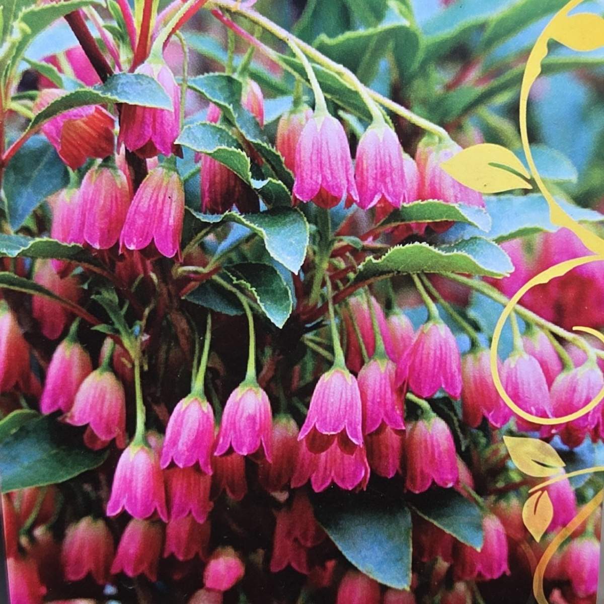 Vřesovištní rostliny - Zvonkovec, datyně zvonkovitá Red Bells květináč 2,3 litru