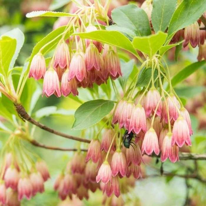 Keře okrasné květem - Zvonkovec, datyně zvonkovitá  výška 20/30cm, květináč 2 litry