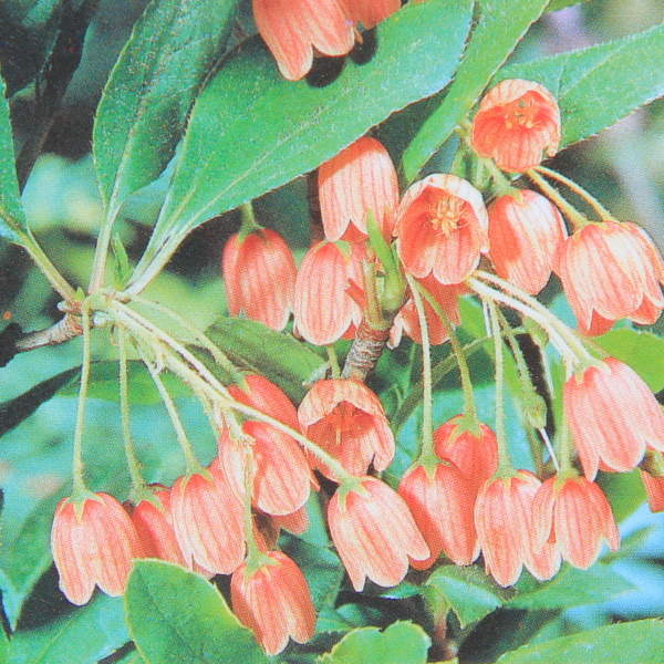 Rostliny - Zvonkovec zvonkovitý 'Red Bells' květináč 7,5 litru, výška 60/80cm, keř